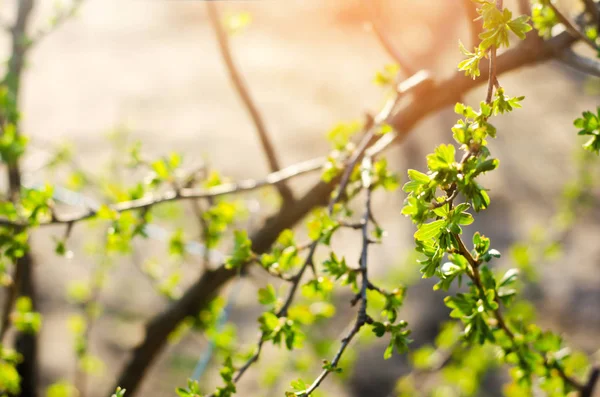 Ramos jovens verdes frescos e folhas de passa de Corinto, o conceito de primavera, um arbusto verde . — Fotografia de Stock