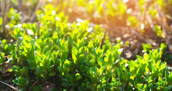Hortelã jovem verde fresco no jardim, brotos de hortelã close-up. Arbusto verde. dia ensolarado . — Fotografia de Stock