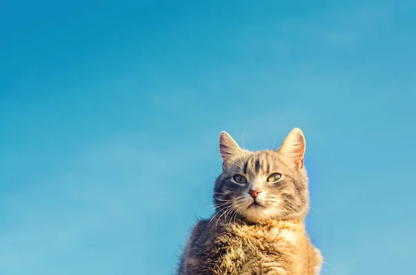 Chat gris sur fond bleu au soleil. chat dans le ciel. un animal de compagnie. beau chaton. place pour le texte — Photo