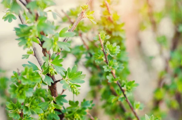 Ramos jovens verdes frescos e folhas de passa de Corinto, o conceito de primavera, um arbusto verde . — Fotografia de Stock