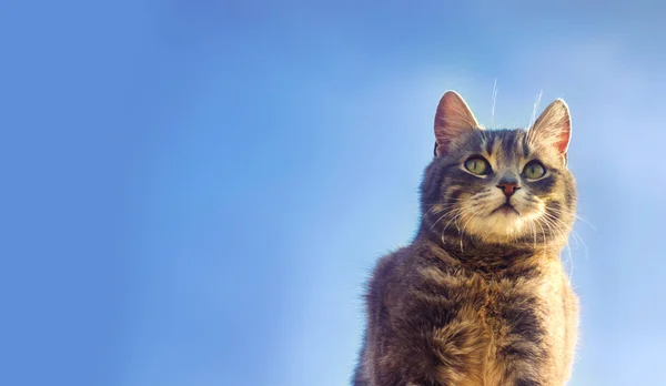 Gato cinza em um fundo azul na luz solar. gato no céu. um animal de estimação. Gatinho lindo. lugar para texto — Fotografia de Stock