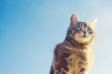 Güneş ışığında mavi arka planda gri bir kedi. Gökyüzündeki kedi. Evcil hayvan. Güzel kedi yavrusu. metin için yer