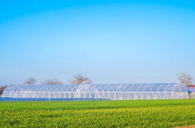 seralarda fidan bitkileri, meyve, sebze, çiftçiler, tarım arazileri, tarım, kırsal alanlarda, agro-endüstriyel kompleks için borç verme için alanı. Kış bitkileri