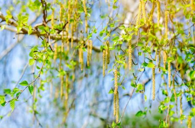 genç bir huş ağacı ve mavi bir gökyüzü, Bahar, doğal duvar kağıdı kavramı dalları
