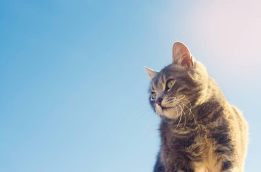 Gri kedi uzakta güneş ışığı altında mavi bir arka plan üzerinde görünüyor. kedi gökyüzünde. a evde beslenen hayvan. güzel kedicik. metin için yer