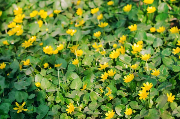 Belas flores amarelas da primavera com folhas verdes, fundo para design, papel de parede natural — Fotografia de Stock