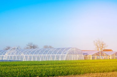 seralarda fidan bitkileri, meyve, sebze, çiftçiler, tarım arazileri, tarım, kırsal alanlarda, agro-endüstriyel kompleks için borç verme için alanı. Kış bitkileri. seçici odak