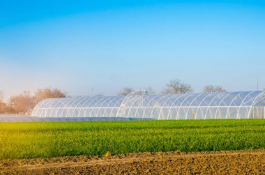seralarda fidan bitkileri, meyve, sebze, çiftçiler, tarım arazileri, tarım, kırsal alanlarda, agro-endüstriyel kompleks için borç verme için alanı. Kış bitkileri. seçici odak