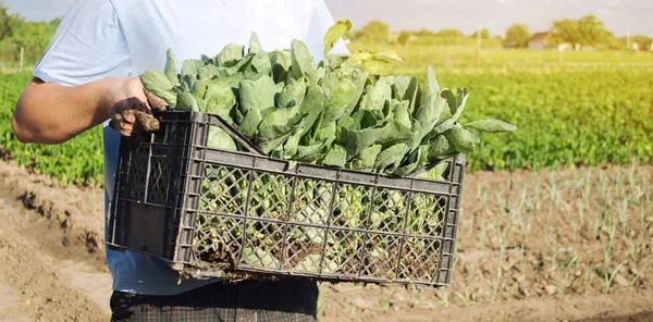 A farmer carry fresh cabbage seedlings in a box. Planting and growing organic vegetables. Agro-industry in third world countries, labor migrants. Family farmers. Seasonal job. Agriculture, farming.