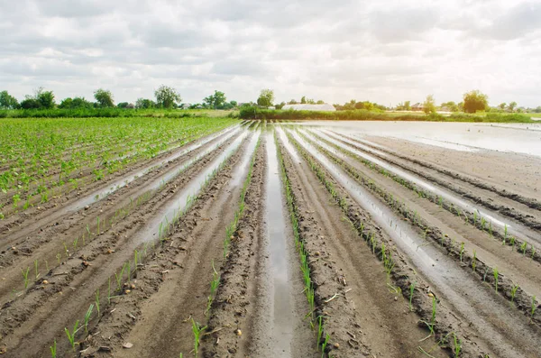 Tierras agrícolas afectadas por las inundaciones. Campo inundado. Las consecuencias de la lluvia. Agricultura y agricultura. Riesgos de desastres naturales y pérdida de cultivos. Puerro y pimienta. Ucrania región de Kherson. Enfoque selectivo —  Fotos de Stock