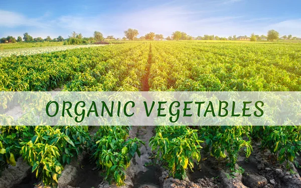 Inscription Organic vegetables on the field with pepper plantations. Landscape with agricultural land. Agriculture and farming. Farm. Countryside — Stock Photo, Image