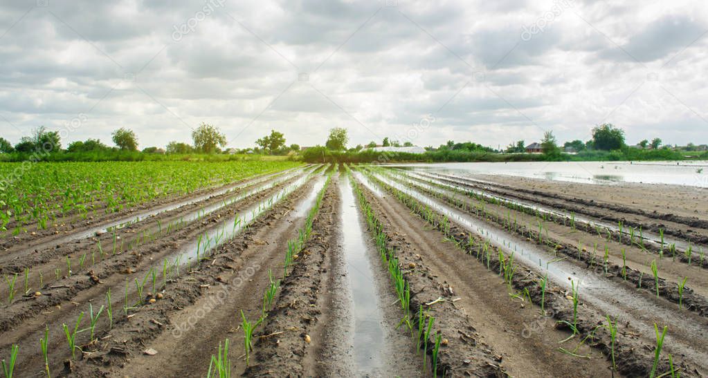 Agricultural land affected by flooding. Flooded field. The consequences of rain. Agriculture and farming. Natural disaster and crop loss risks. Leek and pepper. Ukraine Kherson region. Selective focus