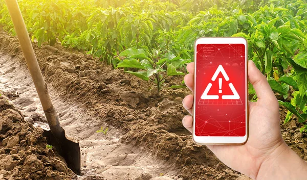 Telefon i znak ostrzegawczy na tle plantacji pieprzu i kanału nawadniania łopatą. szkodliwe pestycydy i chemikalia w rolnictwie. Zagrożenie dla środowiska, mikrotworzywa sztuczne w uprawie — Zdjęcie stockowe