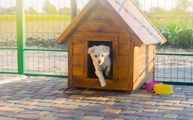 Güneşli bir günde güzel beyaz bir köpek kulübede. Bir hayvan için ev. Seçici odak