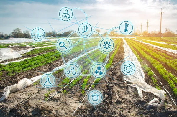 Smart innovative ad alta tecnologia e innovazioni nel settore agroindustriale. Avviamento agricolo. Automazione e miglioramento della qualità delle colture. Le piantagioni di carote crescono nel campo . — Foto Stock