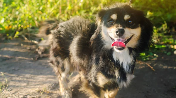 明るい晴れた日に緑の芝生の背景に美しい幸せな黒い犬。ペットの笑顔。動物だ。選択的焦点 — ストック写真