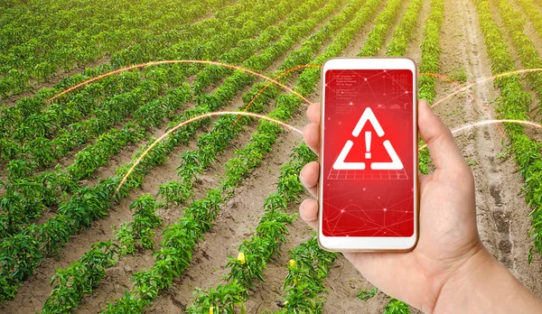Telefon ostrzega przed niebezpieczeństwem na polu plantacji słodkiej papryki. Monitorowanie i analiza obecności substancji chemicznych, metali ciężkich, zanieczyszczeń, promieniowania lub mikrotworzyw sztucznych w uprawach. — Zdjęcie stockowe