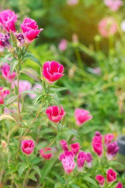 The beautiful pink flower of Godetia (Clarkia) grows in a garden on a sunny day. Summer flowers. Natural wallpaper. Soft selective focus clipart