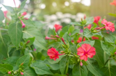 Güzel pembe çiçekler Mirabilis Jalapa güneşli bir günde bahçede yetişir. Doğal duvar kağıdı. Tasarım için güzel bir arka plan. Yumuşak seçici odak