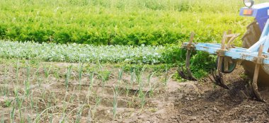 Bir çiftçi, sebze sıralarında pırasa yetiştirir. Saban alanı. Ot koruması. Mevsimlik çiftlik işleri. Tarım ürünleri. Çiftçilik, tarım arazisi. Organik sebzeler. Ukrayna, Kherson bölgesi. Seçici odak