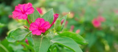 Güzel pembe çiçekler Mirabilis Jalapa güneşli bir günde bahçede yetişir. Doğal duvar kağıdı. Tasarım için güzel bir arka plan. Yumuşak seçici odak