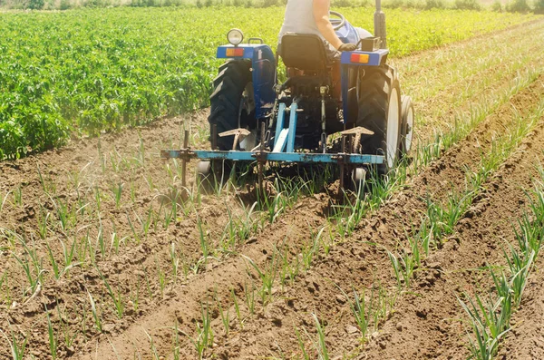 A farmer cultivates vegetable rows of leek. Plowing field. Weed protection. Seasonal farm work. Agriculture crops. Farming, farmland. Organic vegetables. Ukraine, Kherson region. Selective focus — Stock Photo, Image
