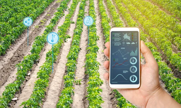 Αγρότης κατέχουν ένα smartphone σε φόντο ενός τομέα με φυτείες πιπεριού. Εκκίνηση γεωργικών προϊόντων. Αυτοματοποίηση και βελτίωση της ποιότητας των καλλιεργειών. Υψηλή τεχνολογία, καινοτομία. Επιστημονική έρευνα. — Φωτογραφία Αρχείου