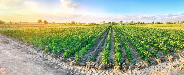 Panoramabild av en vacker jordbruks utsikt med peppar odlingar. Jordbruk och jordbruk. Jordbruksnäringen. Jordbruksindustrin. Odling av ekologiska grönsaker — Stockfoto