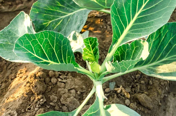 Jungkohlplantage auf einem Bauernhof an einem sonnigen Tag. Anbau von Bio-Gemüse. Umweltfreundliche Produkte. Landwirtschaft und Landwirtschaft. Plantagenbau. Ukraine, Gebiet Cherson. Selektiver Fokus — Stockfoto