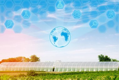 seralarda fidan bitkileri, meyve, sebze, çiftçiler, tarım arazileri, tarım, kırsal alanlarda, agro-endüstriyel kompleks için borç verme için alanı. Kış bitkileri