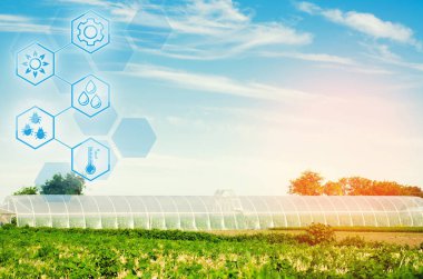 seralarda fidan bitkileri, meyve, sebze, çiftçiler, tarım arazileri, tarım, kırsal alanlarda, agro-endüstriyel kompleks için borç verme için alanı. Kış bitkileri