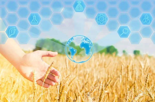 Weizen sprießt in der Hand eines Bauern. Weizenkultur und blauer Himmel in Nahaufnahme. ein goldenes Feld. Schöne Aussicht. Symbol für Ernte und Fruchtbarkeit. Ernte, Brot. Platz für Text — Stockfoto