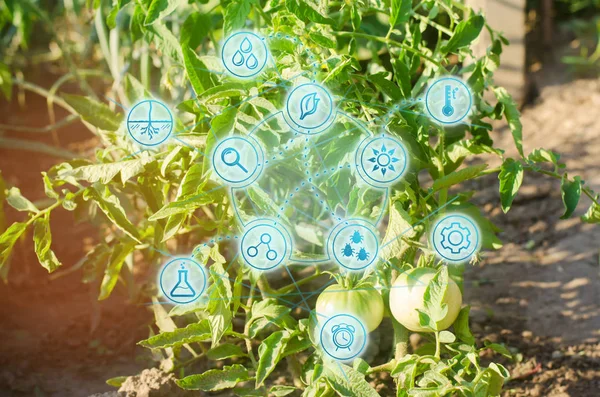 Bush young green tomato growing on branches. farming, agriculture, vegetables, eco-friendly agricultural products, agroindustry, closeup — Stock Photo, Image