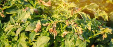 Phytophthora 'dan etkilenen patates çalıları (Phytophthora Infestans) sahada. Sebze yetiştiriyorum. Hasat hatası. Hastalıklı kuru patates yaprakları. Yumuşak seçici odaklanma. Bulanık Arkaplan