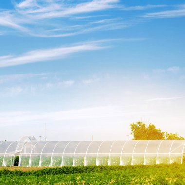 Sahada plastik film altında serada organik sebzeler yetiştiriyor. Tarım Tarım Arazisi. Tarım endüstrisi kompleksi. Çiftçilere borç vermek. Seçici odak.