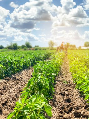 Bir çiftçi sıra sıra sebze biberi yetiştirir. Saban alanı. Ot koruması. Mevsimlik çiftlik işleri. Tarım ürünleri. Çiftçilik, tarım arazisi. Organik sebzeler. Bibere odaklan.