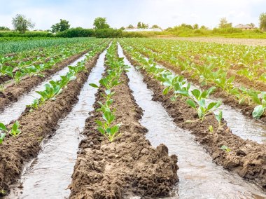Tarlada sulama lahana tarlaları. Geleneksel doğal sulama. Çevre dostu ürünler. Tarım ve tarım arazileri. Bitkileri. Organik sebze yetiştiriciliği.