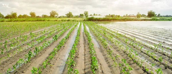 Terreni agricoli colpiti da inondazioni. Campo allagato. Le conseguenze della pioggia. Agricoltura e agricoltura. Disastri naturali e rischi di perdita delle colture. Ucraina regione di Kherson. Focus selettivo — Foto Stock