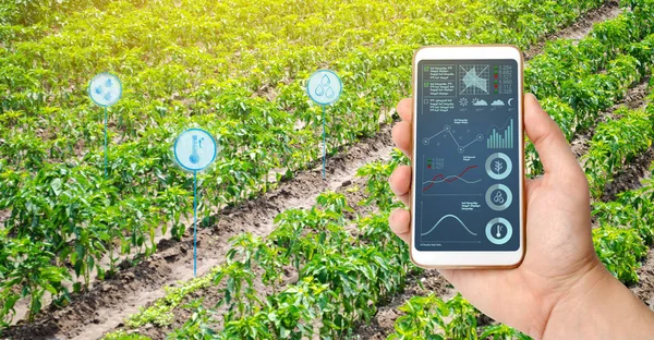 El agricultor tiene un smartphone sobre el fondo del campo con las plantaciones de pimiento. Arrancamiento agrícola. Automatización y mejora de la calidad de los cultivos. Alta tecnología, innovación. Investigación científica. — Foto de Stock