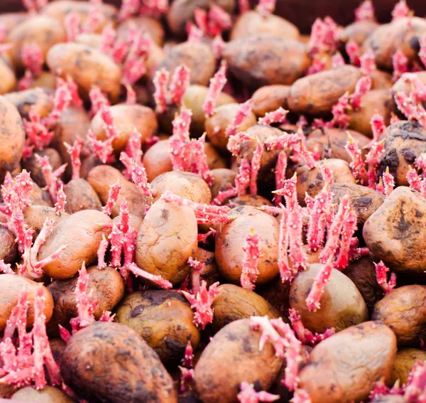 Saatkartoffeln mit Sprossen nach der Verarbeitung durch den Kolorado-Käfer. Vorbereitung für den Kartoffelanbau. Saisonarbeit auf dem Feld, Gemüse, Landwirtschaft, Landwirtschaft, Nahaufnahme — Stockfoto