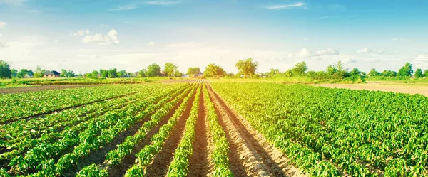 Le file vegetali di pepe crescono nel campo. agricoltura, agricoltura. Paesaggio con terreno agricolo. Stendardo. focus selettivo — Foto Stock