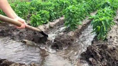 Man controls flow of water through irrigation canals. Traditional natural watering. Agriculture and farmland. Crop care, technology for controlling the process of irrigation, nutrition of plants crops