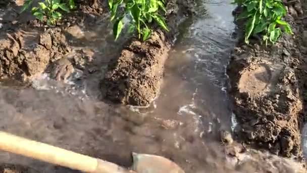 Man Controls Flow Water Irrigation Canals Agriculture Farmland Crop Care — Stok video