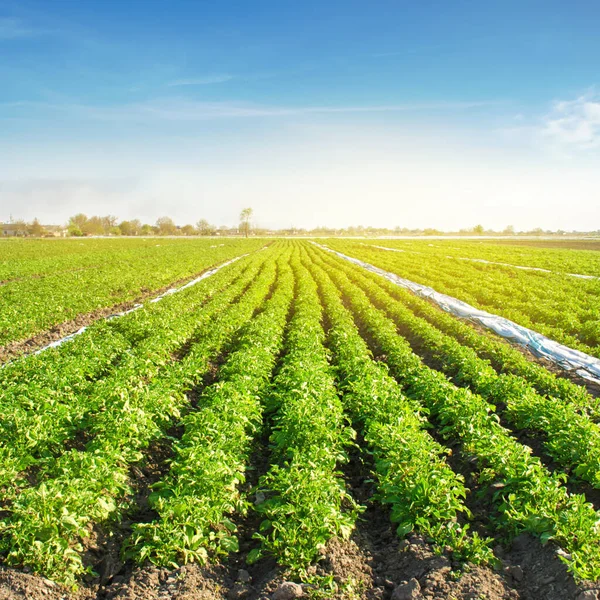 A burgonya-ültetvények egy napsütéses napon nőnek. Biozöldség növekvő területén. Növényi sorok. Mezőgazdaság. Gazdálkodás. Szelektív fókusz — Stock Fotó