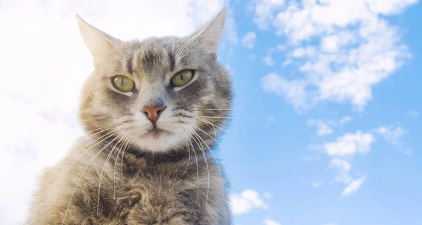 Chat gris drôle sur un fond de ciel bleu. Portrait d'animal. Un chaton rayé. Un animal. Place pour le texte . — Photo