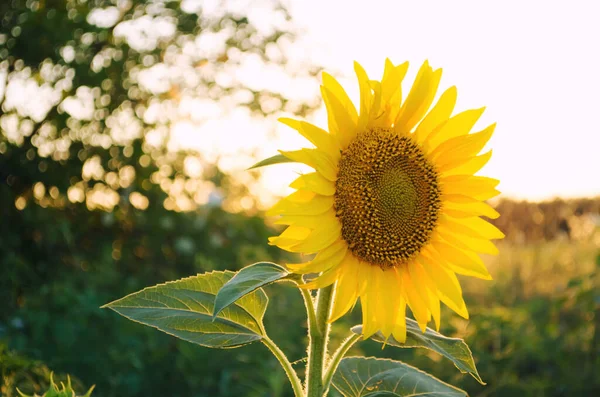 Schöne junge Sonnenblume, die bei Sonnenuntergang auf einem Feld wächst. Landwirtschaft und Landwirtschaft. Landwirtschaftliche Nutzpflanzen. Helianthus. Natürlicher Hintergrund. Gelbe Blume. Ukraine, Gebiet Cherson. Selektiver Fokus — Stockfoto