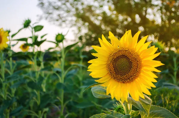 Schöne junge Sonnenblume, die bei Sonnenuntergang auf einem Feld wächst. Landwirtschaft und Landwirtschaft. Landwirtschaftliche Nutzpflanzen. Helianthus. Natürlicher Hintergrund. Gelbe Blume. Ukraine, Gebiet Cherson. Selektiver Fokus — Stockfoto