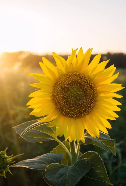 Schöne junge Sonnenblumen wachsen auf einem Feld bei Sonnenuntergang. Landwirtschaft und Landwirtschaft. Landwirtschaftliche Nutzpflanzen. gelbe Blüten. Helianthus. Natürlicher Hintergrund. Ukraine, Cherson-Region. Selektiver Fokus — Stockfoto