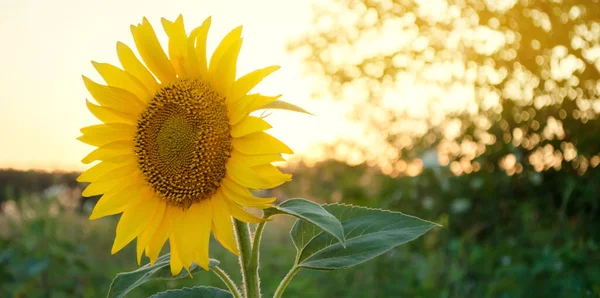 Schöne junge Sonnenblumen wachsen auf einem Feld bei Sonnenuntergang. Landwirtschaft und Landwirtschaft. Landwirtschaftliche Nutzpflanzen. gelbe Blüten. Helianthus. Natürlicher Hintergrund. Ukraine, Cherson-Region. Selektiver Fokus — Stockfoto