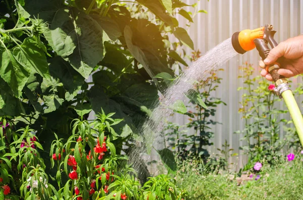 Seorang tukang kebun dengan selang air dan penyemprot air bunga-bunga di taman pada hari yang cerah musim panas. Selang penyiram untuk irigasi tanaman. Berkebun dan perawatan bunga. Alam. Fokus selektif — Stok Foto